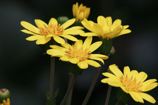 IMG_4100.jpg