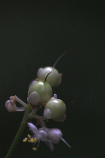 IMG_4168.jpg