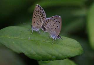 IMG_4174.jpg