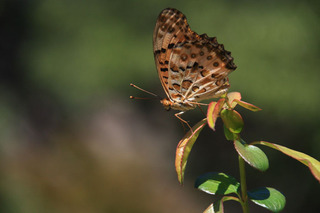 IMG_4201.jpg