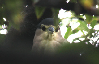 IMG_4211.jpg