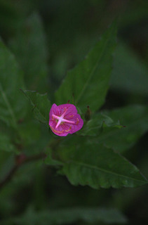 IMG_4278.jpg