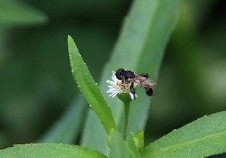IMG_4287.jpg