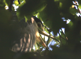 IMG_4337.jpg
