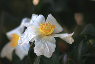 IMG_4373.jpg