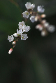 IMG_4388.jpg