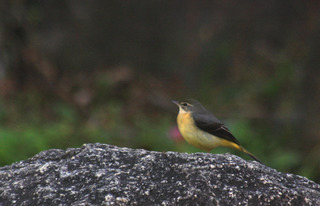 IMG_4430.jpg