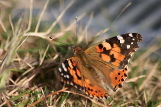 IMG_4447.jpg