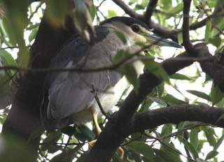 IMG_4465.jpg