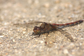 IMG_4532.jpg