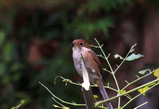 IMG_4552.jpg