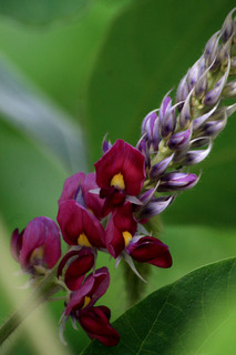 IMG_4569.jpg