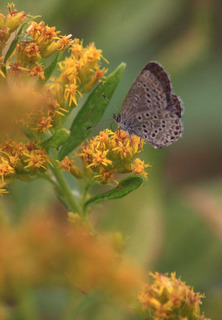 IMG_4580.jpg