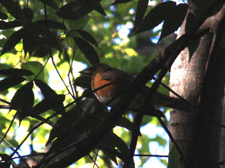 IMG_4610.jpg