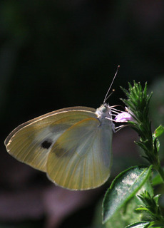 IMG_4614.jpg