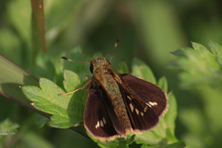 IMG_4656.jpg