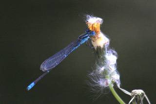 IMG_4695.jpg
