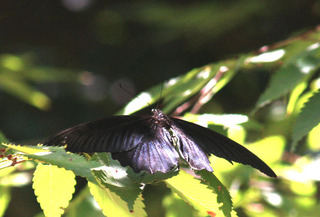 IMG_4721.jpg