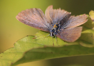 IMG_4723.jpg