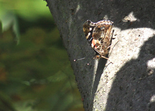 IMG_4748.jpg