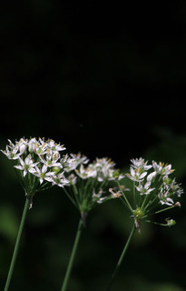 IMG_4868.jpg