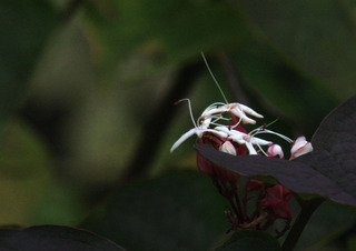 IMG_4878.jpg