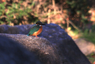 IMG_4912.jpg