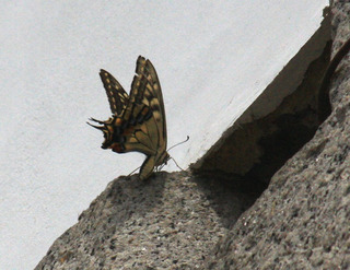 IMG_4957.jpg