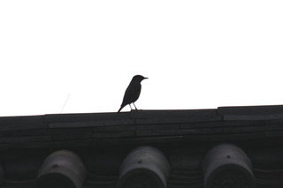 IMG_4970.jpg