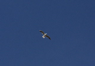 IMG_5008.jpg