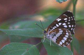 IMG_5044.jpg