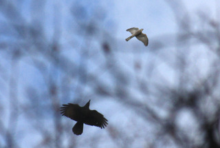 IMG_5179.jpg
