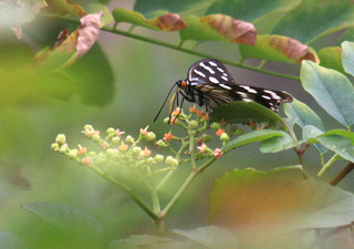 IMG_5227.jpg