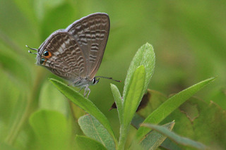 IMG_5237.jpg