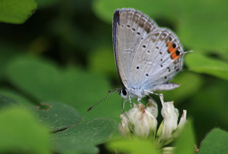 IMG_5246.jpg