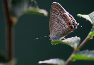 IMG_5258.jpg