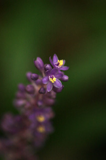 IMG_5334.jpg