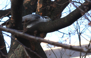 IMG_5376.jpg