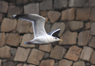 IMG_5460.jpg