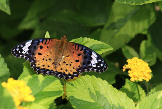 IMG_5589.jpg