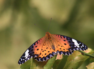 IMG_5606.jpg