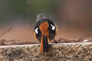 IMG_5674.jpg