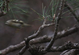 IMG_5737.jpg