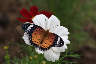 IMG_5760.jpg