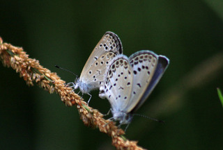 IMG_5790.jpg