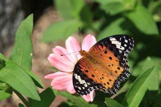 IMG_5826.jpg