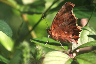 IMG_5847.jpg