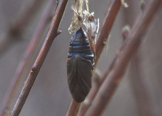 IMG_5999.jpg