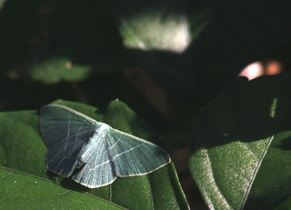 IMG_6080.jpg