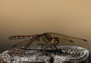 IMG_6147.jpg